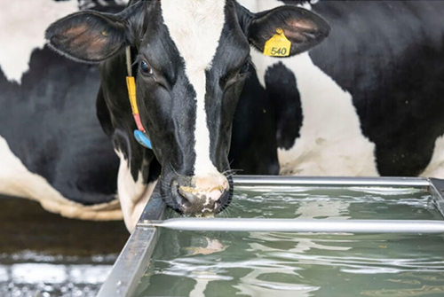 Что следует отметить в зимнем управлении молочными коровами на пастбищах